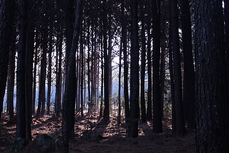 Pine, maisema, Luonto, kaunis päivä, Woods