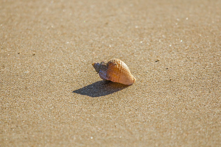Strand, Schale, Ozean, bei Ebbe, South Wales, Australia, England, Sand