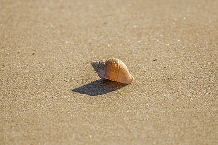Beach, Shell, Ocean, mõõna, -Lõuna-wales, Inglismaa, liiv