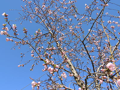 Blossom, Bloom, rózsaszín, Sky, kék, tavaszi, fióktelep
