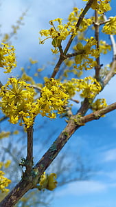 flor, floración, Bud, primavera, amarillo brillante, limón, planta