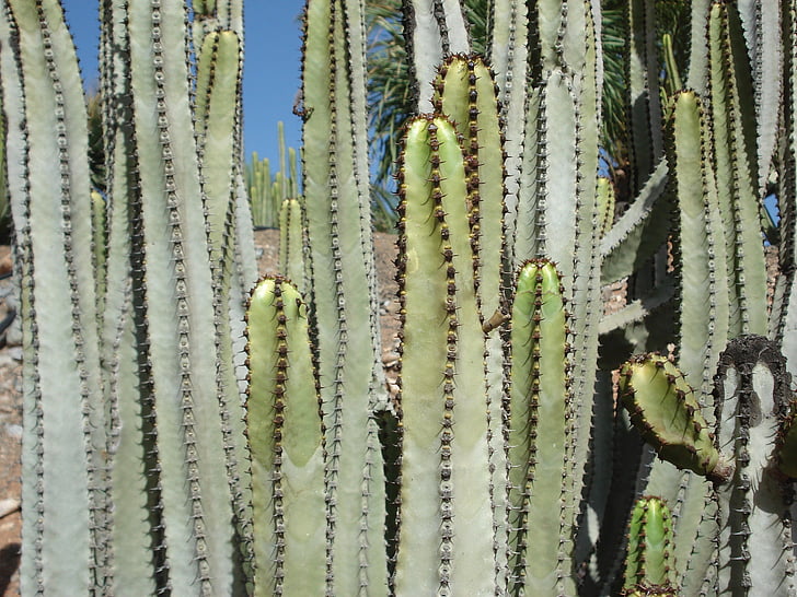 kaktusz, növény, Arizona, természet, Thorn, pozsgások