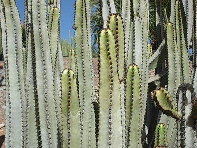 kaktus, anlegget, Arizona, natur, Torn, saftige anlegget