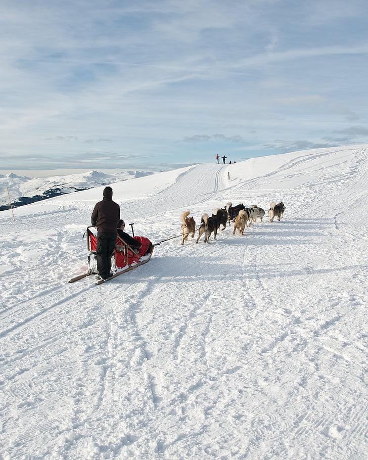 gos, trineu, neu, muntanya