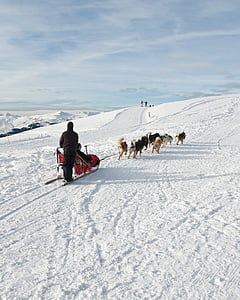 šuo, rogės, sniego, kalnų