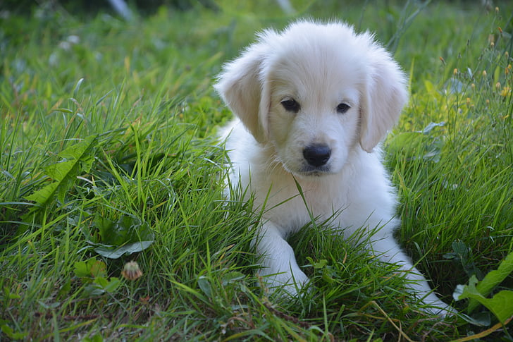 cão, animais domésticos, dourado, filhote de cachorro, Branco, bonito, animais de estimação