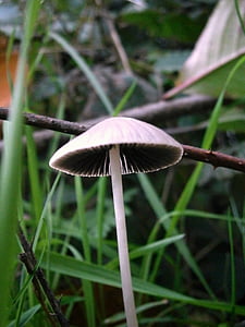 funghi, fungo, grigio, bianco, natura, foresta, erba