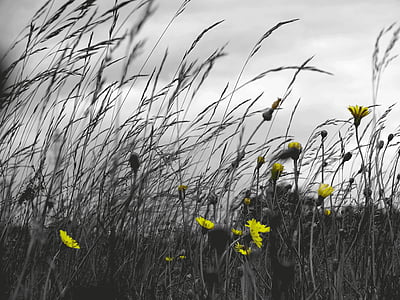 grass, field, windy, clouds, flowers, yellow, isolated