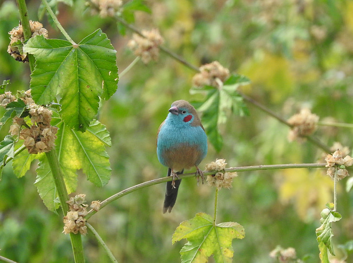 vták, Etiópia, modrá