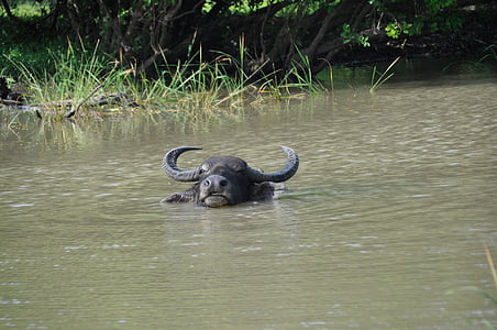 Buffalo, ūdens, vanna, atdzist, dzīvnieku, zīdītāju, Šrilanka