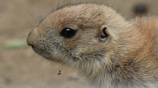 prairie dog, cynomys, gophers, rodent, nager, animals