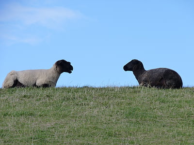 πρόβατα, μαλλί, Ανατολή frisia, ανάχωμα, μαύρο, λευκό, αντιθέτων