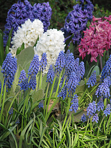 muscari, hyacinthus, 그 레이프 히 아 신 스, 히 아 신 스, 봄 날, 꽃, 블루