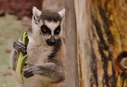 macaco, Lemur, bonito, comer, jardim zoológico, äffchen, doce