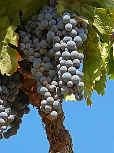 viinamari, Granacha, DOQ priorat, viinapuu, garnatxa, Priorat, Vintage