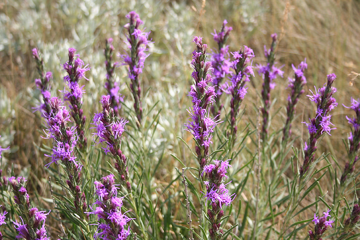 gayfeather punteggiato, Wildflower, Wyoming, fiore, fiore viola, primavera, piante