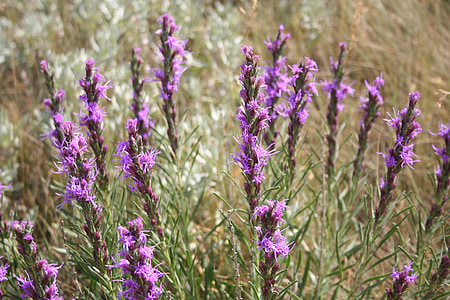 ドット gayfeather, ワイルドフラワー, ワイオミング州, 花, 紫色の花, 春, 植物