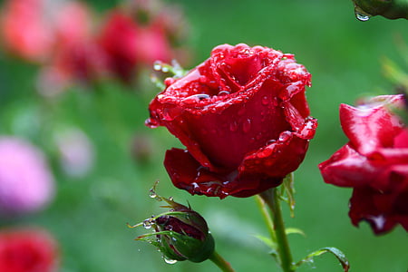 rose, china red, dim, wet, drops, rain, dew