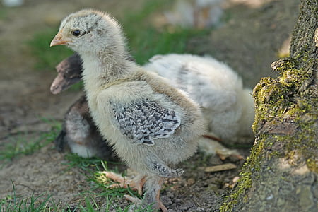 chicks, brahama, chicken, poultry, country life, range, gallus domesticus