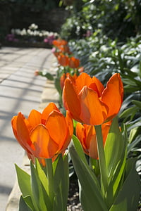 oranžová, květ, Tulipán, Příroda, tulipány, barevné, květ