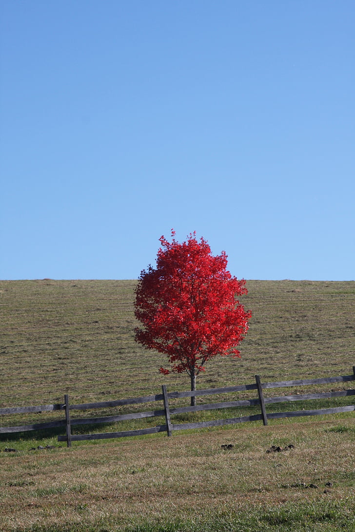 Scarlet, rode bladeren, rood, natuur, blad, herfst, seizoen