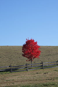 Scarlet, røde blade, rød, natur, blad, efterår, sæson