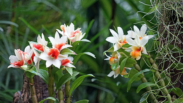 orquídea, jardim botânico, Cingapura, planta, tropical, Parque, flor