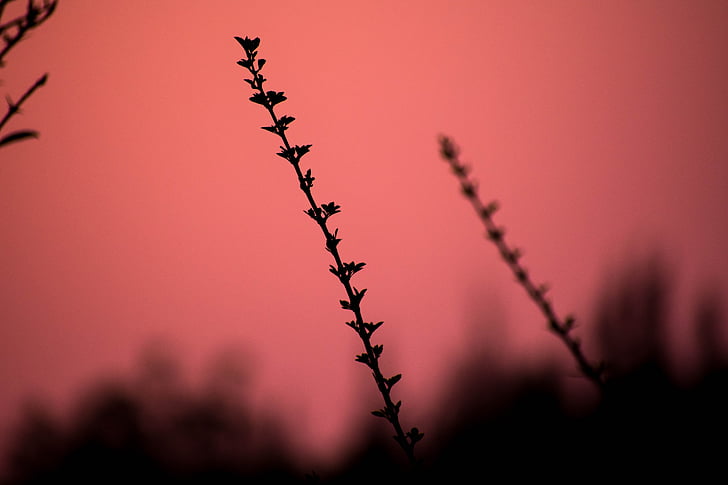 plant, nature, outdoor, garden, silhouette, sunset, outdoors