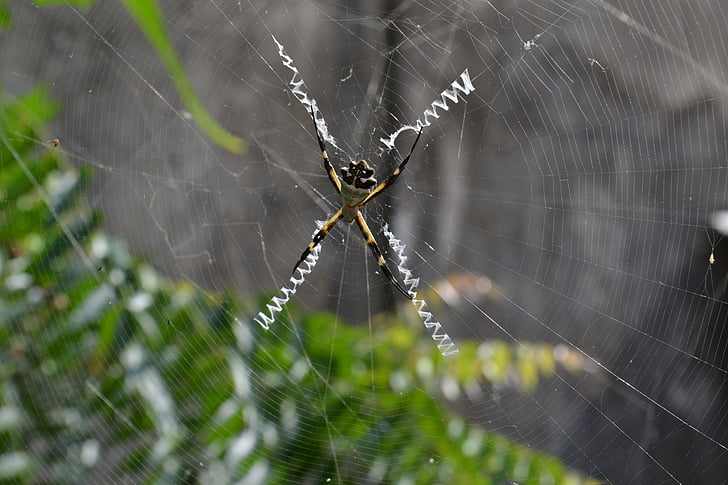 animal, Aranha, Web, perigo, natureza, aracnídeo, jardim