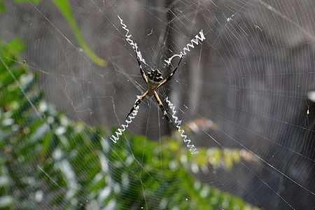 animal, spider, web, danger, nature, arachnid, garden