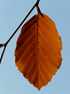 leaf, loneliness, alone, beech, fagus sylvatica, fagus, deciduous tree