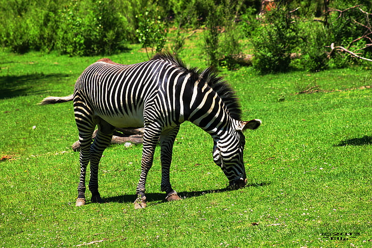 Зебра, Черно бели, шарени, Черно, Зоологическа градина, дива природа, текстура