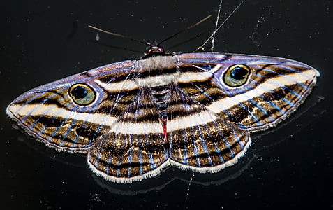 Mariposa, inseto, grande, preto, Branco, roxo, listrado