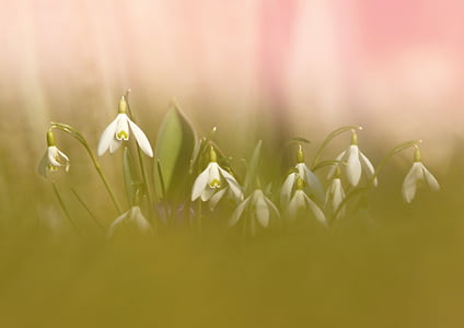 snowdrops, grass, spring, white, flowers, white flower, cluster