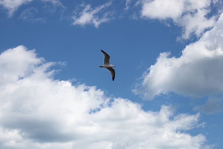 seagull, sky, wind, clouds, background, bird, fly