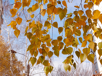 leaves, birch, yellow, nature, tree, forest, trees