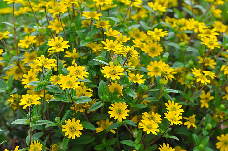 botones de Hussar, flor, flor, floración, amarillo, planta, naturaleza