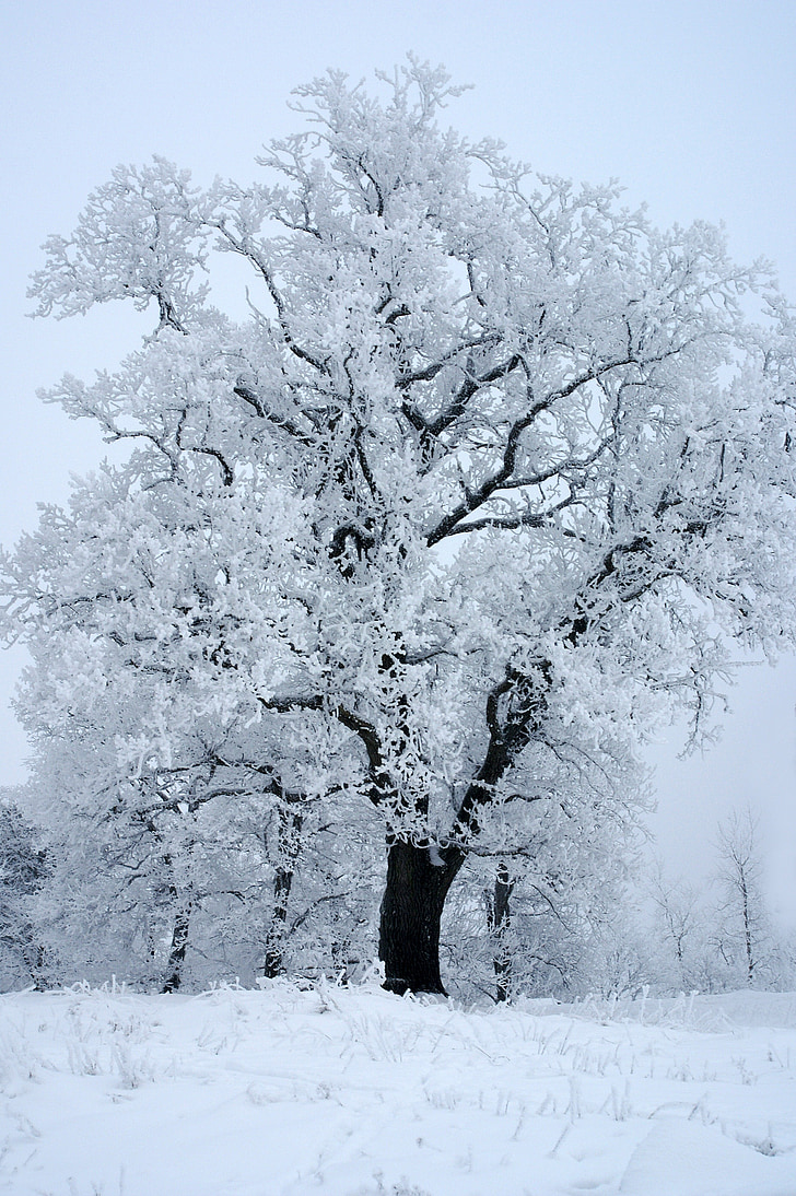 Zima, snijeg, kristali leda, hladno, drvo, Uppsala, Švedska