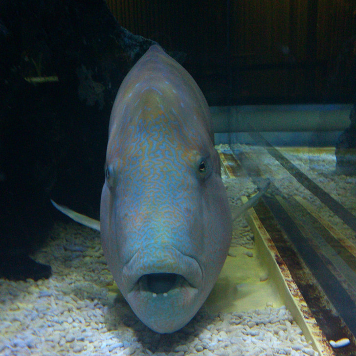 humphead pyskoun, napoleonfish, ryby, akvárium, pod vodou