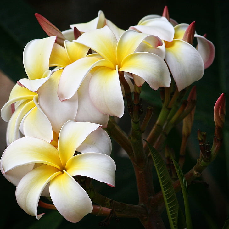plumeria, flowers, white, bloom, botanical, nature, petal
