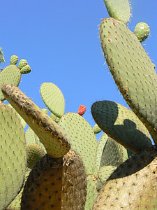 cactus, planta, suculentes, botànic, cactus, botànica, flor