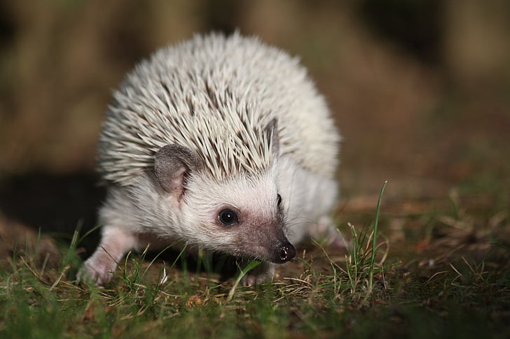 Ježevi  African-dwarf-hedgehogs-cute-preview