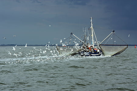 north sea, fishing vessel, gulls, fishing boat, fishing industry, cutter, ship