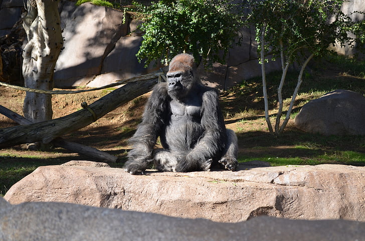 gorila, San diego zoo, volně žijící zvířata, peníze, sedí na slunci