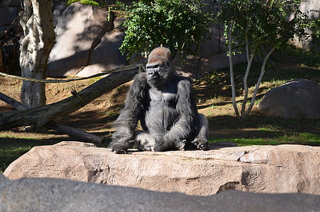 gorilla, San diego zoo, savvaļas dzīvnieki, nauda, sēž saulē