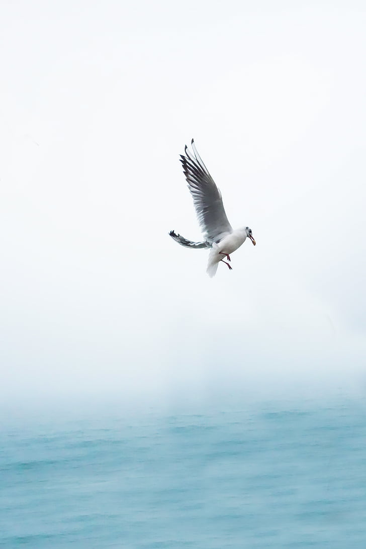 seagull, eat, eating, wing, bird, sea, fly