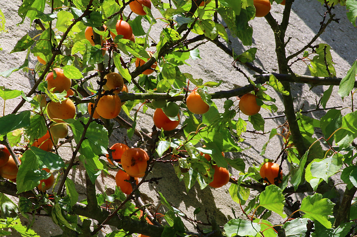 aprikoos, Viljapuu, Aed, võimsus, puu, Orchard