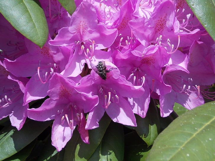 rhododendron with fly, pink, blossom, bloom, close, spring, plant