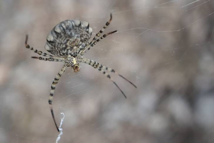 spindel, Arachnid, Arachnophobia, stora, webben, insekt, naturen