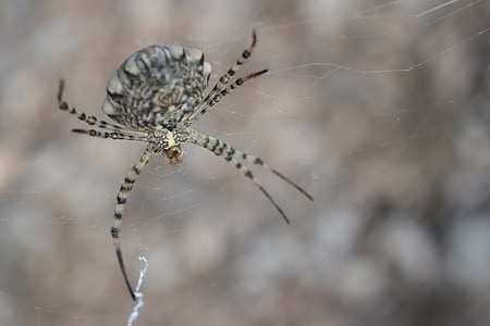 spider, arachnid, arachnophobia, big, web, insect, nature